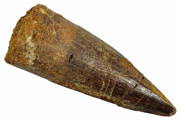 Fossil Spinosaurus Tooth - Real Dinosaur Tooth #345406